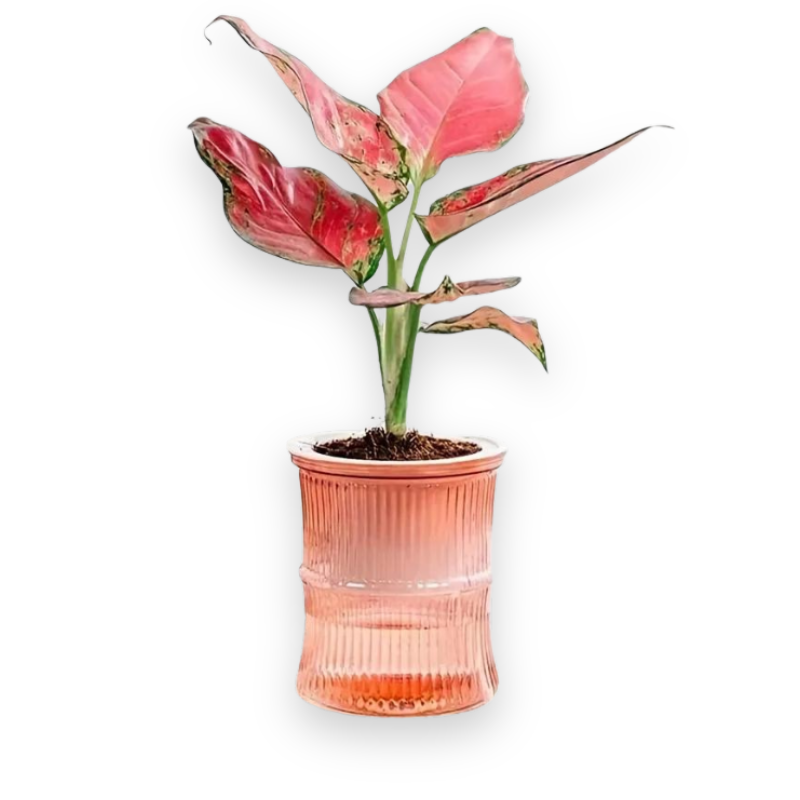 4 COLORS SELF WATERING PLANTER POT